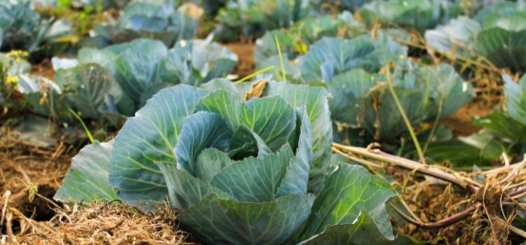 how to start a vegetable farm