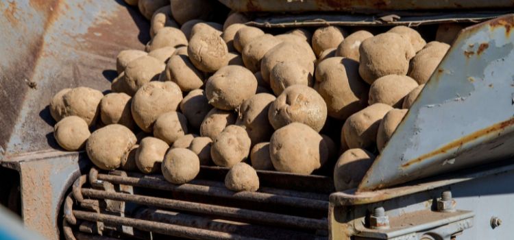 Best Potatoes For Container Gardening
