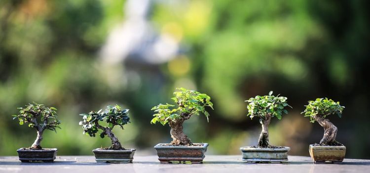 What Is The Best Pot For a Bonsai Tree