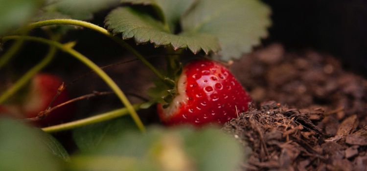 What Is The Best Soil Mix For Strawberries