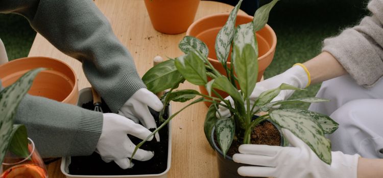 Z-Gardener Professional Gloves